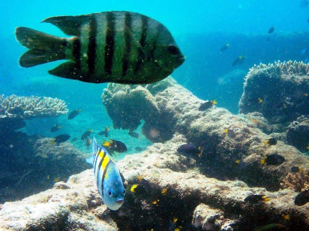 Tangalooma Island Resort Eksteriør bilde